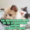 котRта и мYдрые мысли 2 7