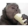 Funny little monkeys 🤣 5