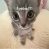 ૮꒰ྀི◞⸝⸝⸝◟꒱ྀིაㅤ ೀ кит1к 6