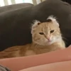 Catss :: 5