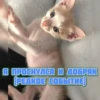 котRта и мYдрые мысли 2 8