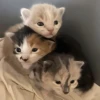 ૮꒰ྀི◞⸝⸝⸝◟꒱ྀིაㅤ ೀ кит1к 8