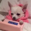 Funny Animals 3 9