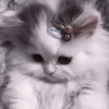 My favourite kittens ;: by 7