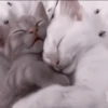 My favourite kittens ;: by 8