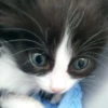 kitty 7