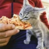 Catss :: 6
