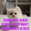 котRта и мYдрые мысли 2 9