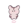 Sugar Glider Mickey's Daily Life 10