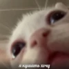 kitty 8