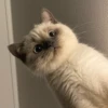 Funny Animals 3 11