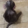 🤎🐵Monitos randoms🐵🤎 5