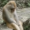 🤎🐵Monitos randoms🐵🤎 6