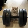 kitty 9