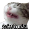 /cries in miau