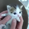૮꒰ྀི◞⸝⸝⸝◟꒱ྀིაㅤ ೀ кит1к 10