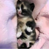 ૮꒰ྀི◞⸝⸝⸝◟꒱ྀིაㅤ ೀ кит1к 11