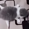 ૮꒰ྀི◞⸝⸝⸝◟꒱ྀིაㅤ ೀ кит1к 12