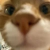 Catss :: 9