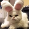 kitty 10