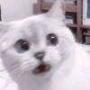 My favourite kittens ;: by 9