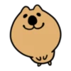 The world's happiest animal, Quka! 11