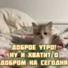 котRта и мYдрые мысли 2 10