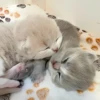 ૮꒰ྀི◞⸝⸝⸝◟꒱ྀིაㅤ ೀ кит1к 13