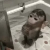 🤎🐵Monitos randoms🐵🤎 7