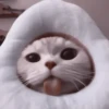 My favourite kittens ;: by 10