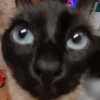 kitty 11