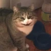 Catss :: 10