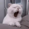 My favourite kittens ;: by 11
