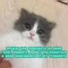 котRта и мYдрые мысли 2 11