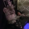 Catss :: 11