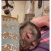 Funny little monkeys 🤣 7