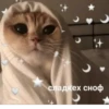 ၁ сладких сноф