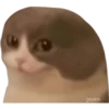 geysioy