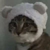 kitty 12