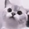 My favourite kittens ;: by 12