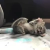 ૮꒰ྀི◞⸝⸝⸝◟꒱ྀིაㅤ ೀ кит1к 14