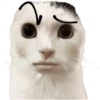😸Gatos sin orejas 🐈 16