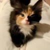 ૮꒰ྀི◞⸝⸝⸝◟꒱ྀིაㅤ ೀ кит1к 15