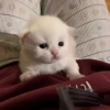 ૮꒰ྀི◞⸝⸝⸝◟꒱ྀིაㅤ ೀ кит1к 16
