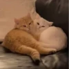 Funny Animals 3 17