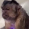 🤎🐵Monitos randoms🐵🤎 10