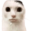 😸Gatos sin orejas 🐈 17