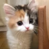 kitty 13