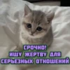 котRта и мYдрые мысли 2 15