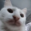 kitty 14